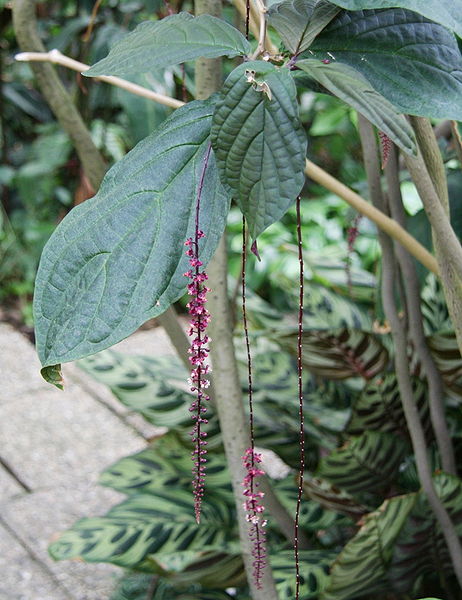 File:Trichostigma peruvianum3.jpg