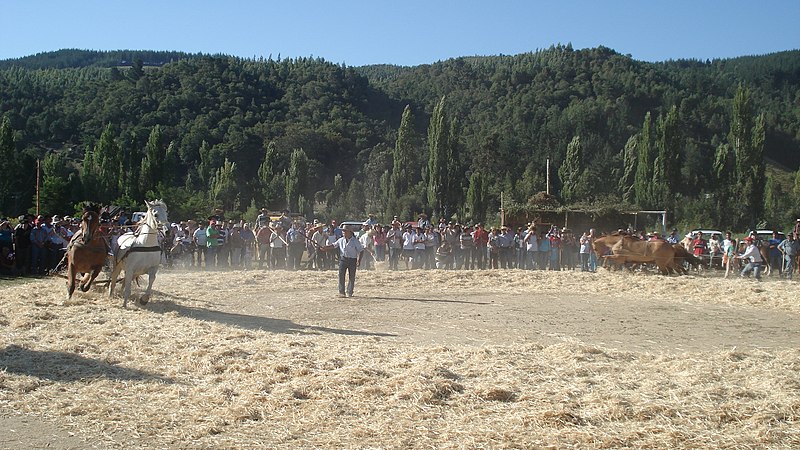 File:Trilla yegua suelta trehuaco.jpg