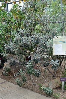 Trochetia boutoniana tree.jpg