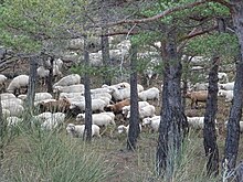 Rebaño de ovejas en el bosque.jpg