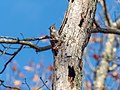 Image 33Tufted titmouse peeking out from a tree in Pine Neck Sanctuary