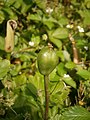 Tulipa saxatilis fruit