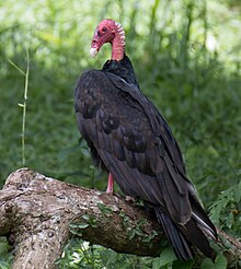 Turkey vulture, Trinidad Turkey Vulture Perched.jpg