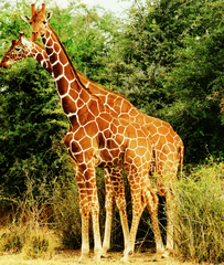 Giraffidae