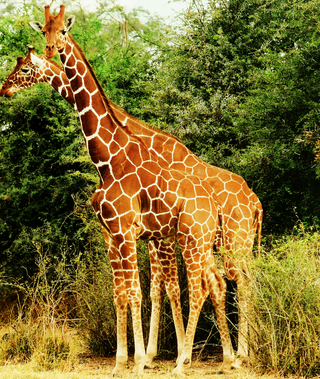 <span class="mw-page-title-main">Reticulated giraffe</span> Species of giraffe
