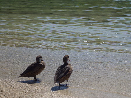 Two ducks in the galapagos islands - santa cruz, ecuador.JPG