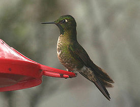 Emerald Throat Metallurgie