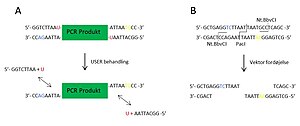 Thumbnail for Uracil Specific Excision Reagent