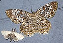 Unide moth 16