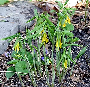 Hanging gold bell (uvularia grandiflora)