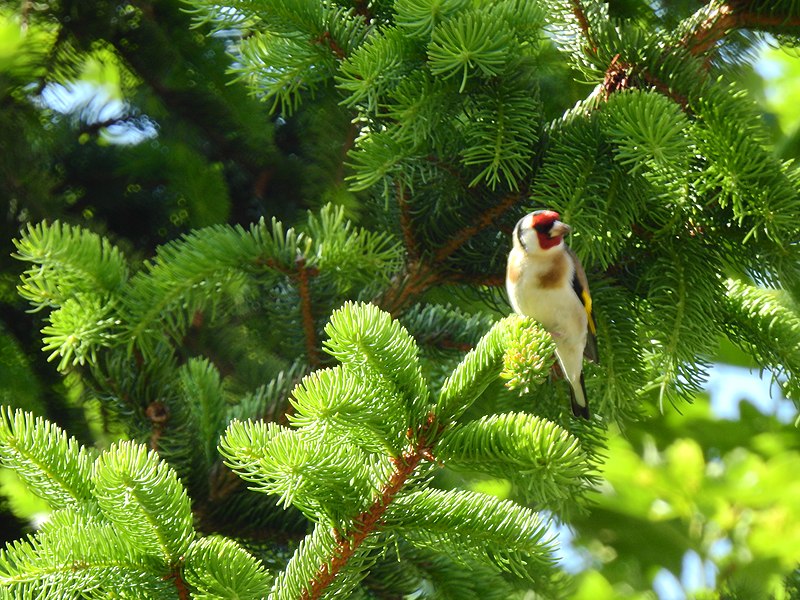 File:Val Troncea Cardellino su abete.jpg