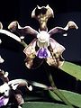 Vanda tessellata, one of the orchids found in Odisha[᱑᱔]