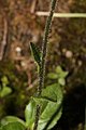 Veronica wormskjoldii