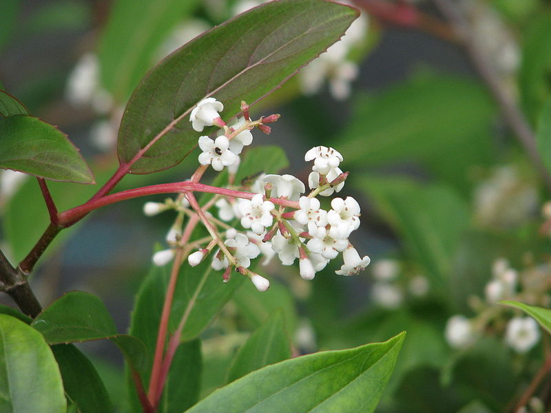 Viburnum erubescens - Wikipedia.