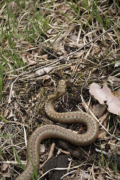 File:Vipera berus Münsterland-1.jpg