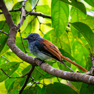 <span class="mw-page-title-main">Visayan fantail</span> Species of bird