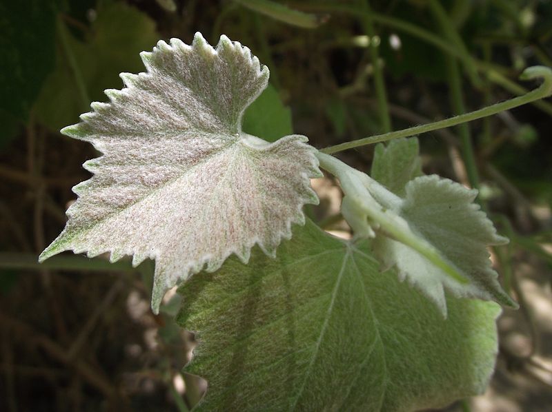 File:Vitis girdiana new leaf.jpg