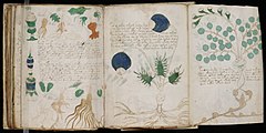 Voynich Manuscript (164).jpg