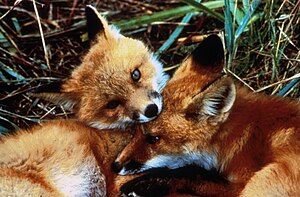 Red Fox Articles Encyclopedia Of Life