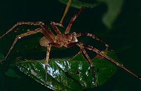 Wandering Spider (Phoneutria fera) (10623228224).jpg