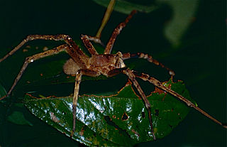 320px-Wandering_Spider_(Phoneutria_fera)