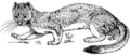 Weasel (PSF).png