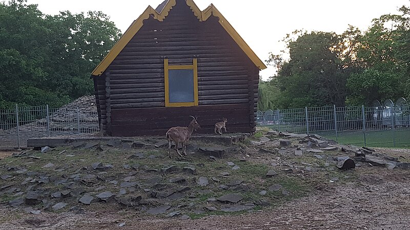 File:West Caucasian tur, Rostov zoo.jpg