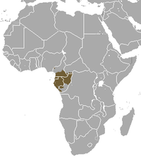 Área de distribución do Gorilla gorilla.
