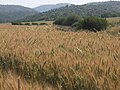 Wheat fields in Elah Valley.jpg