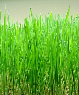 <span class="mw-page-title-main">Wheatgrass</span> Freshly sprouted first leaves of the common wheat plant