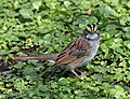 * Nomination White-throated sparrow in Central Park --Rhododendrites 03:14, 13 April 2021 (UTC) * Promotion  Support Good quality. --XRay 03:50, 13 April 2021 (UTC)