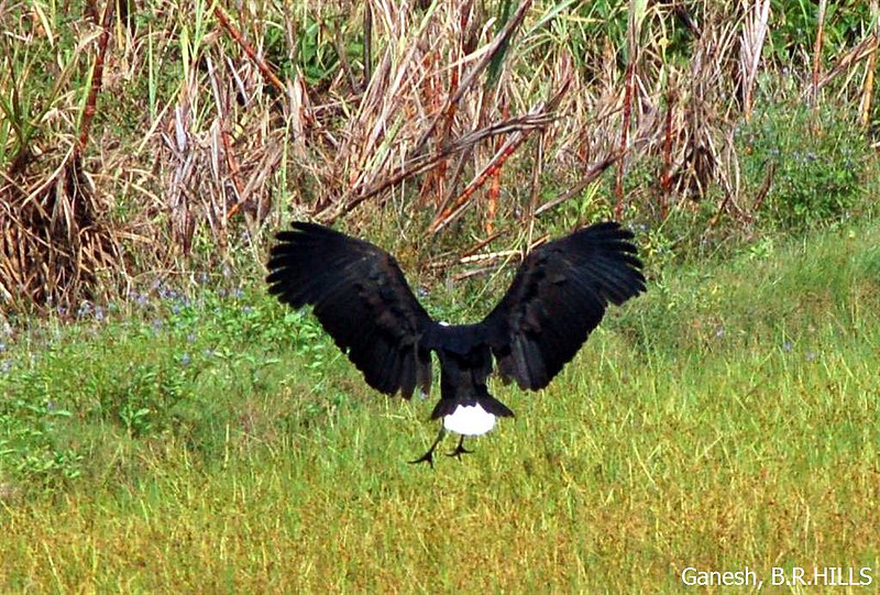 File:White Necked Stork (2892072998).jpg