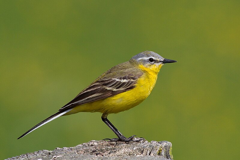 Natural Yellow Feathers of the Italian Wagtail, Yellow Feathers