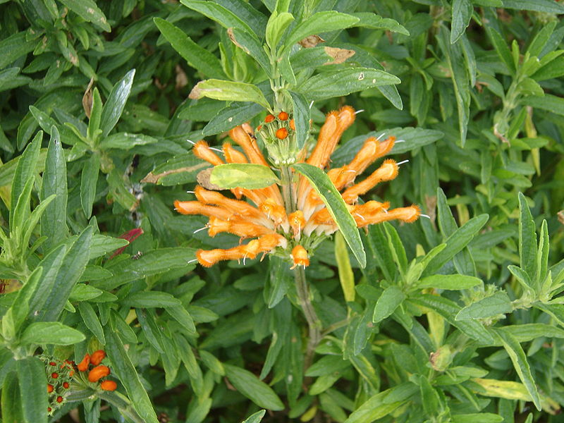 File:Wild Dagga.JPG