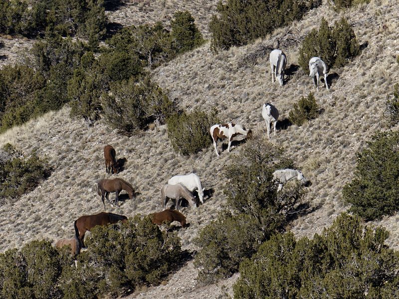 File:Wild Horses of Placitas.jpg