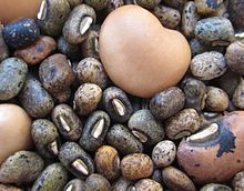 Seeds from the wild-type cowpea are much smaller than the cultivated varieties Wild and cultivated cowpea (7856427546).jpg