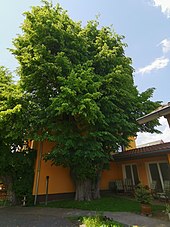 Winter linden (Tilia cordata)