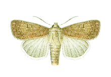 Xestia palaestinensis female - Seitz.png