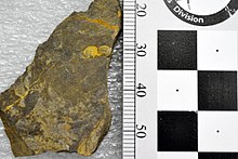 BERTERIAK 165705 Agnostid trilobite (30513612801).jpg
