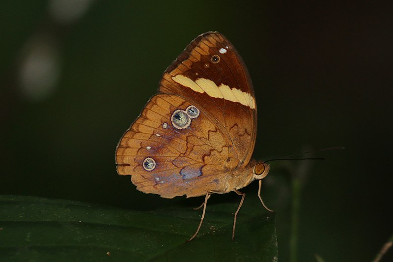 Bộ sưu tập cánh vẩy 5 - Page 30 800px-Yellow-banded_nymph_%28Xanthotaenia_busiris_burra%29_B