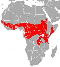 Zona de distribución del murciélago de alas amarillas