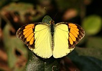 Yellow Orange Tip Ixias pyrene Male UP by Dr. Raju Kasambe (3).jpg