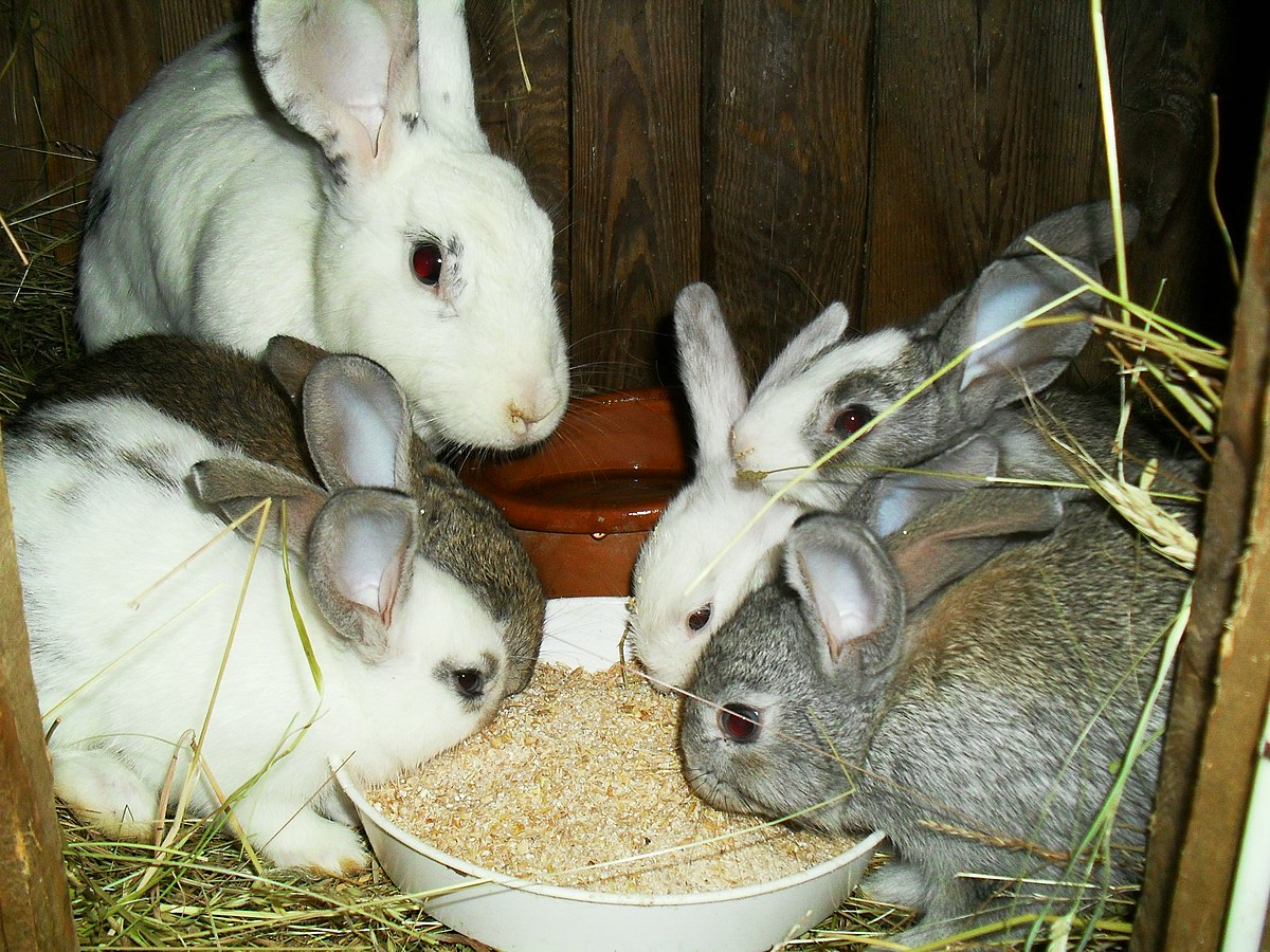 Définir Des Oreilles De Lapin Blanc