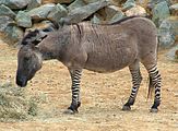 Um "zonkey", um híbrido de zebra/burro