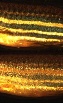 Dva zebrafish: horní, která zůstala ve tmě, má tmavé pruhy, zatímco spodní, která zůstala ve světle, má pruhy jen o málo tmavší než barva pozadí.