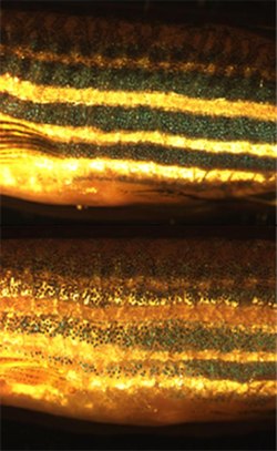 Zebrafish chromatophores, shown here mediating background adaptation, are widely studied by scientists.