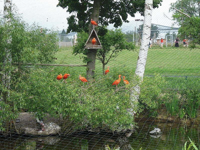 File:Zoo Tábor-Větrovy, ibis 01.jpg