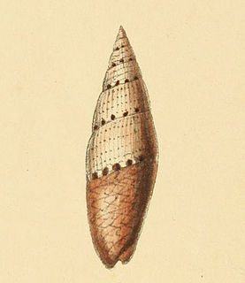 <i>Mitrella ocellata</i> Species of mollusc