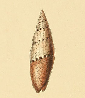 Zoological Illustrations Mitrella ocellata.jpg