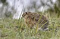 * Nomination European hare hiding in the grass. Floodplain of Irtysh river, Pavlodar region, Kazakhstan. By User:Ivan ideia --Красный 04:30, 23 June 2024 (UTC) * Promotion  Support Good quality. --Plozessor 03:55, 24 June 2024 (UTC)